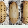 lycaena candens georgia pupa